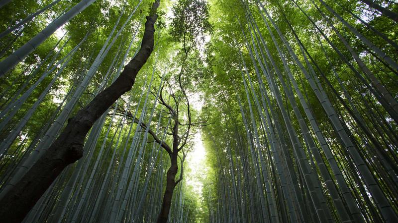 海棠文化線上文學城百万藏书与海量内容库